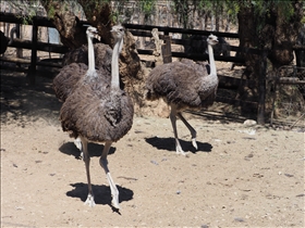 Cango Ostrich Farm